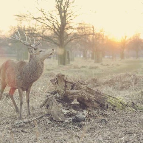 A deer with antlers stands beside a large fallen tree trunk in a grassy field with trees and a sunlit sky in the background.