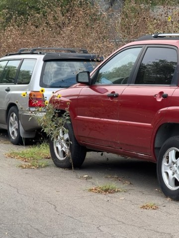 Two parked cars, one red and one silver, with a plant bearing yellow flowers between them on an asphalt surface with scattered grass and leaves, and bushes in the background.