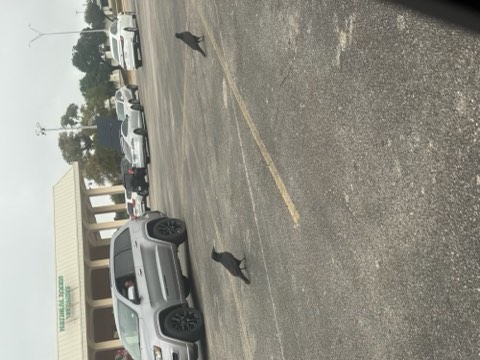 Two black dogs walking on a paved parking lot with parked cars and a building in the background.