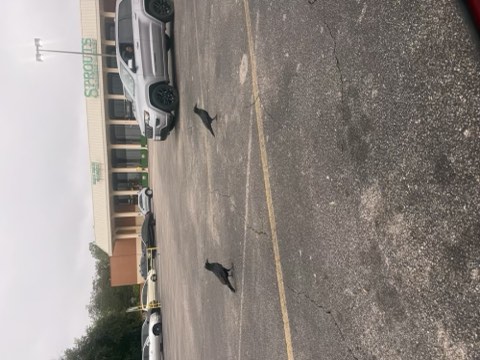 Parking lot with two black birds, a silver SUV, and a building with 'SPROUTS' sign.